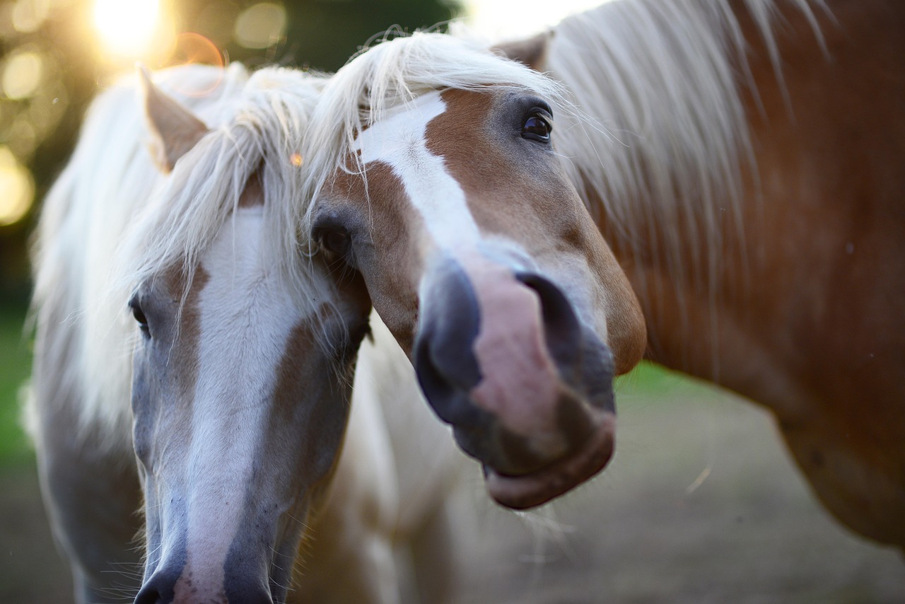 De zoektocht naar een verzorgpony