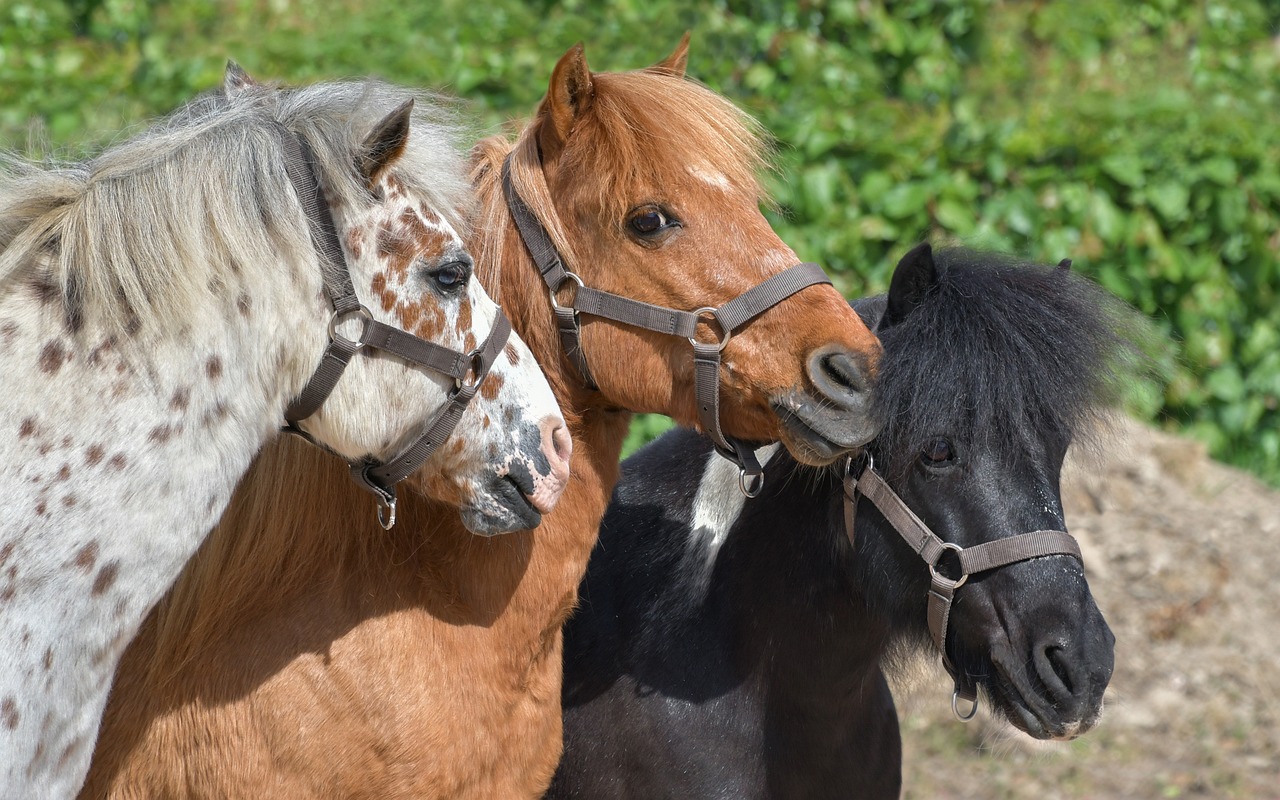 De zoektocht naar een verzorgpony