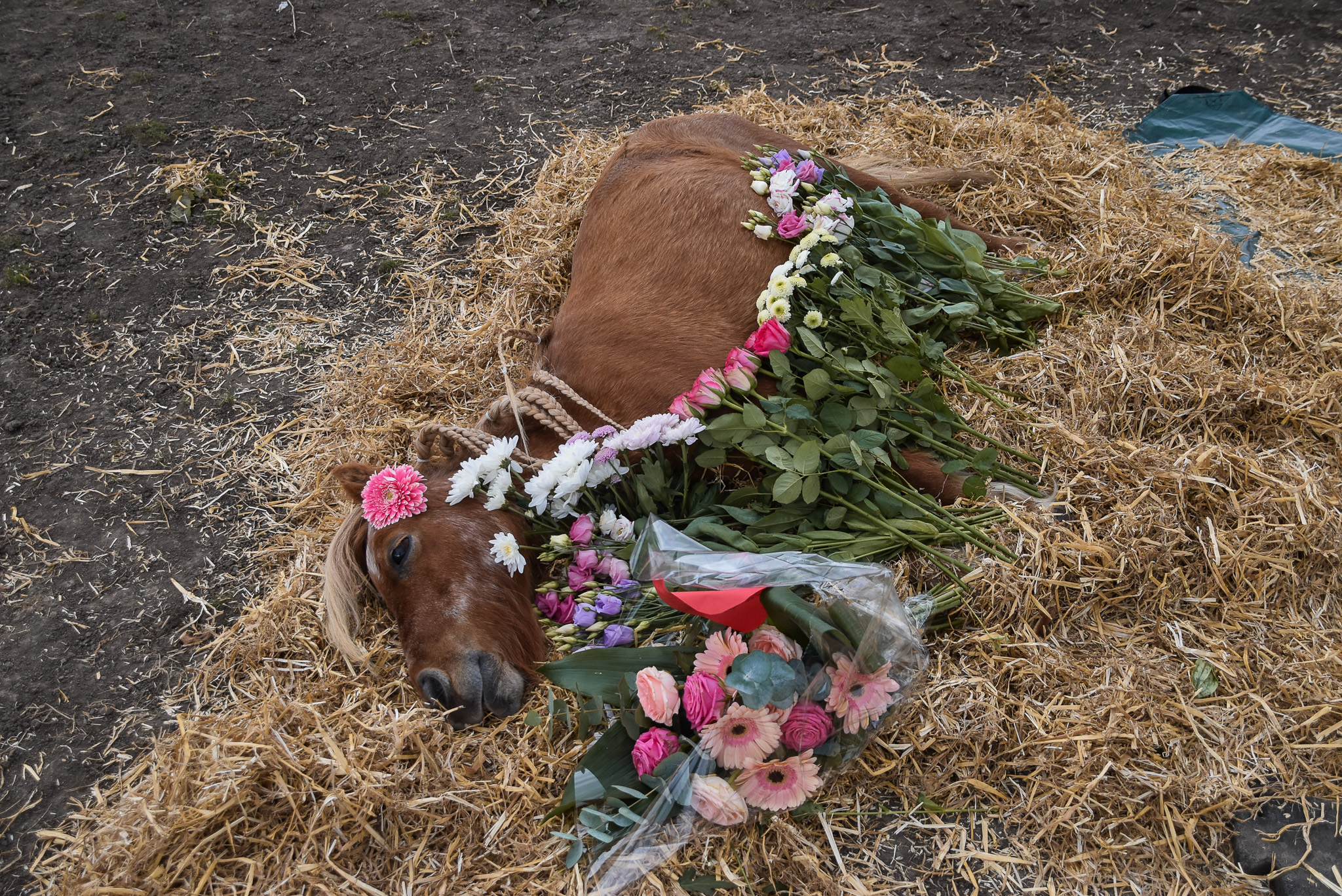 Afscheid nemen van onze verzorgpony