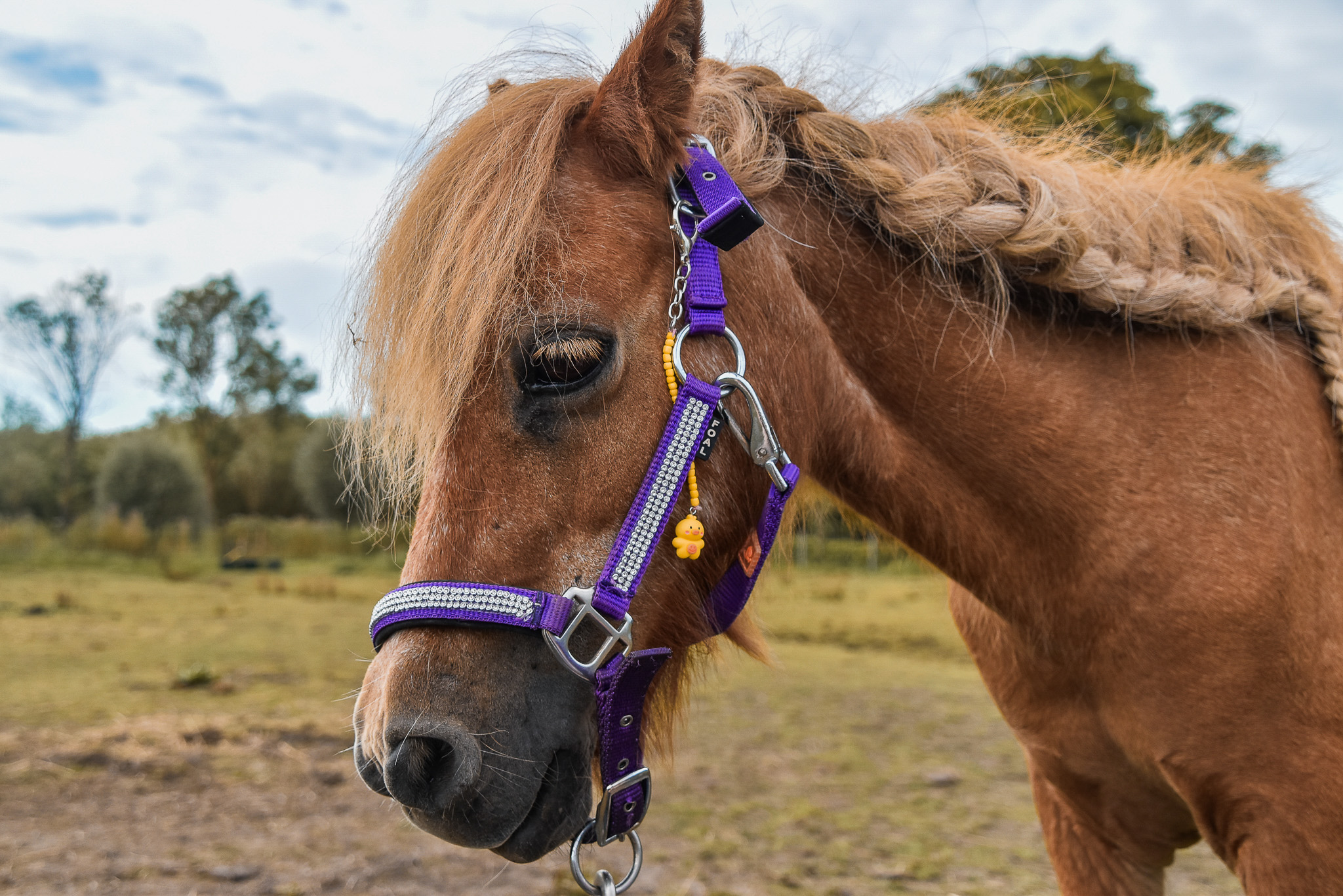 Afscheid nemen van onze verzorgpony