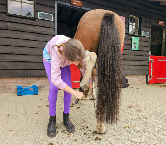 Borsteldagen bij De Paardenkamp