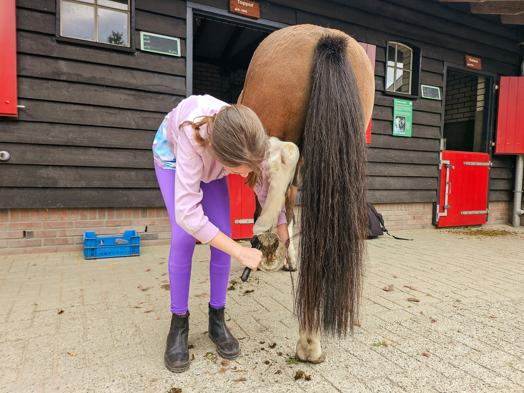 Borsteldagen bij De Paardenkamp