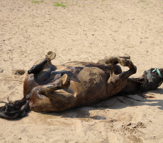 Een zomerse ochtend bij James