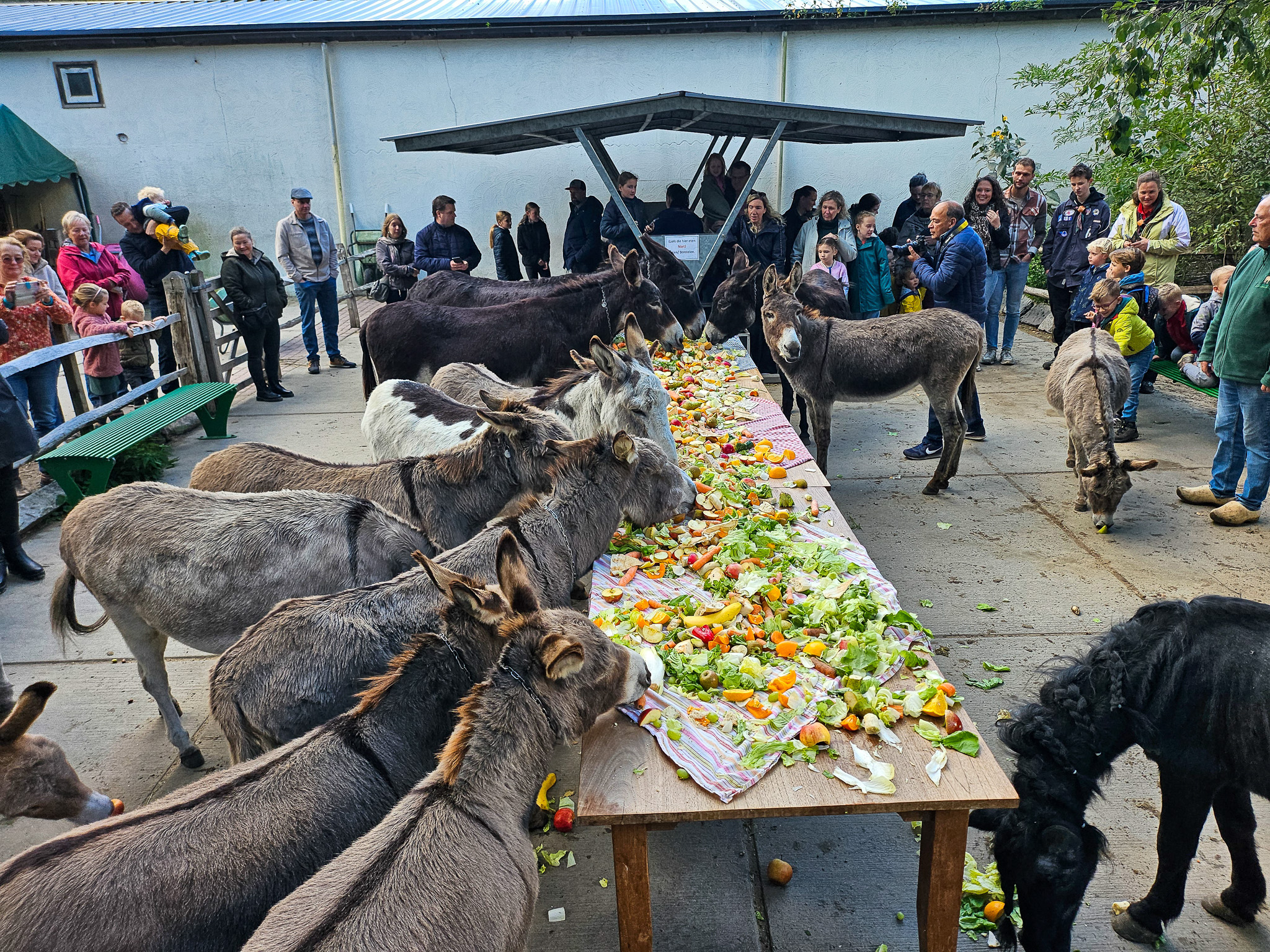 Dierendag bij de Ezelsociëteit