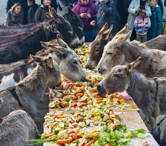 Dierendag bij de Ezelsociëteit