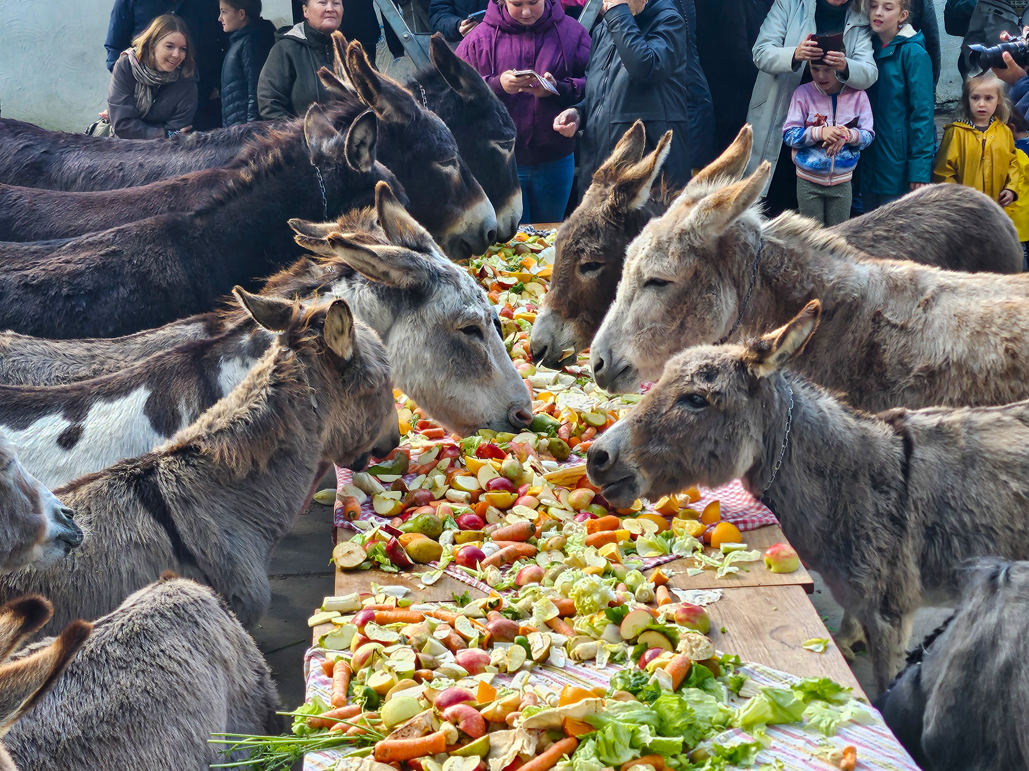 Dierendag bij de Ezelsociëteit