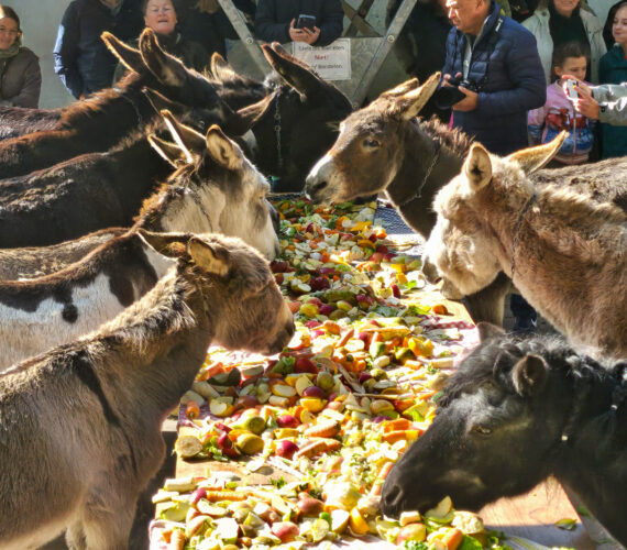 Dierendag bij de Ezelsociëteit