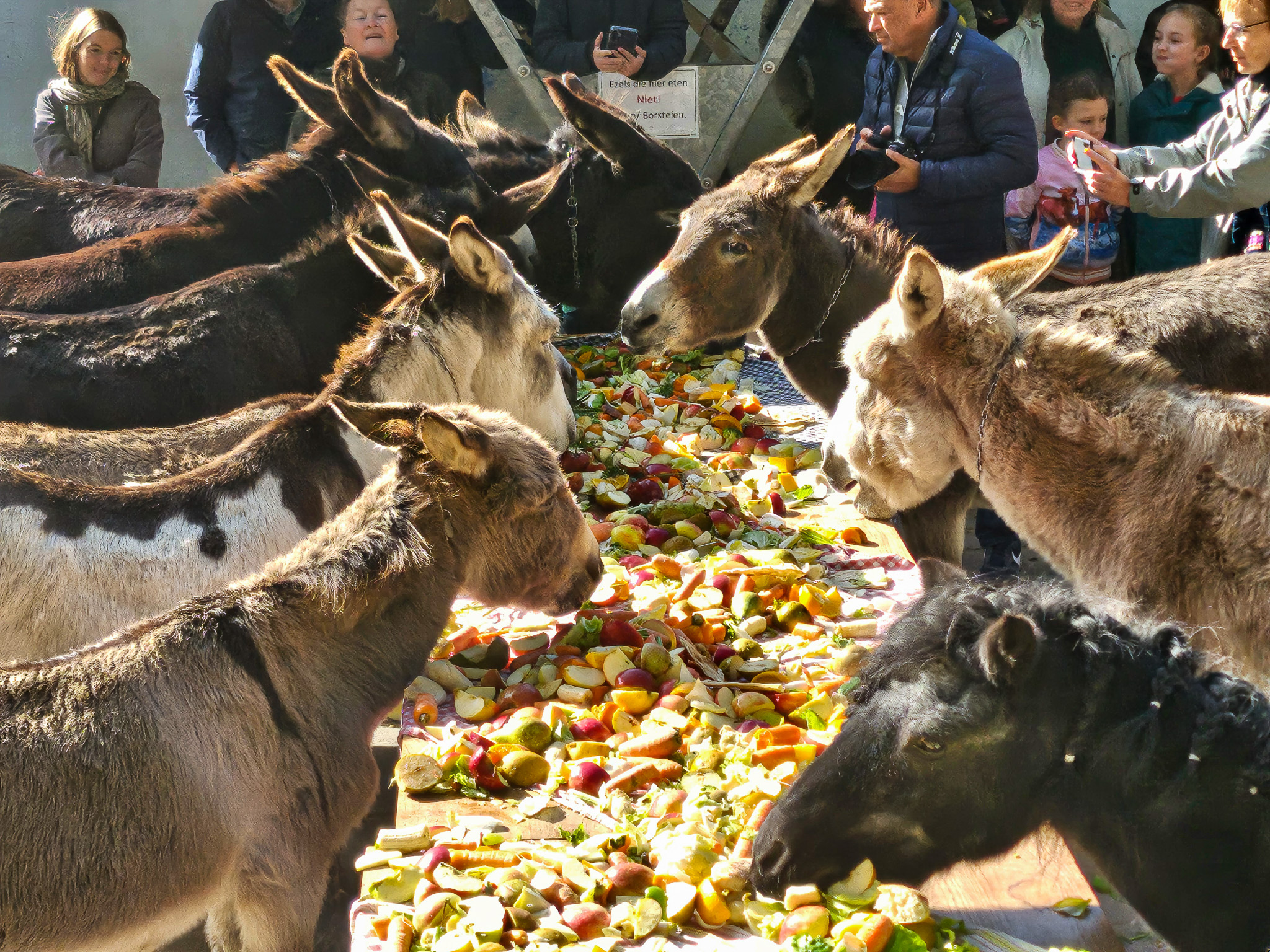 Dierendag bij de Ezelsociëteit