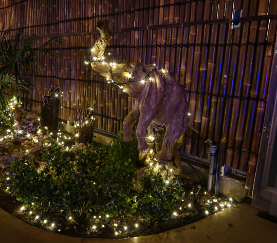 Winterdroom in Pantropica