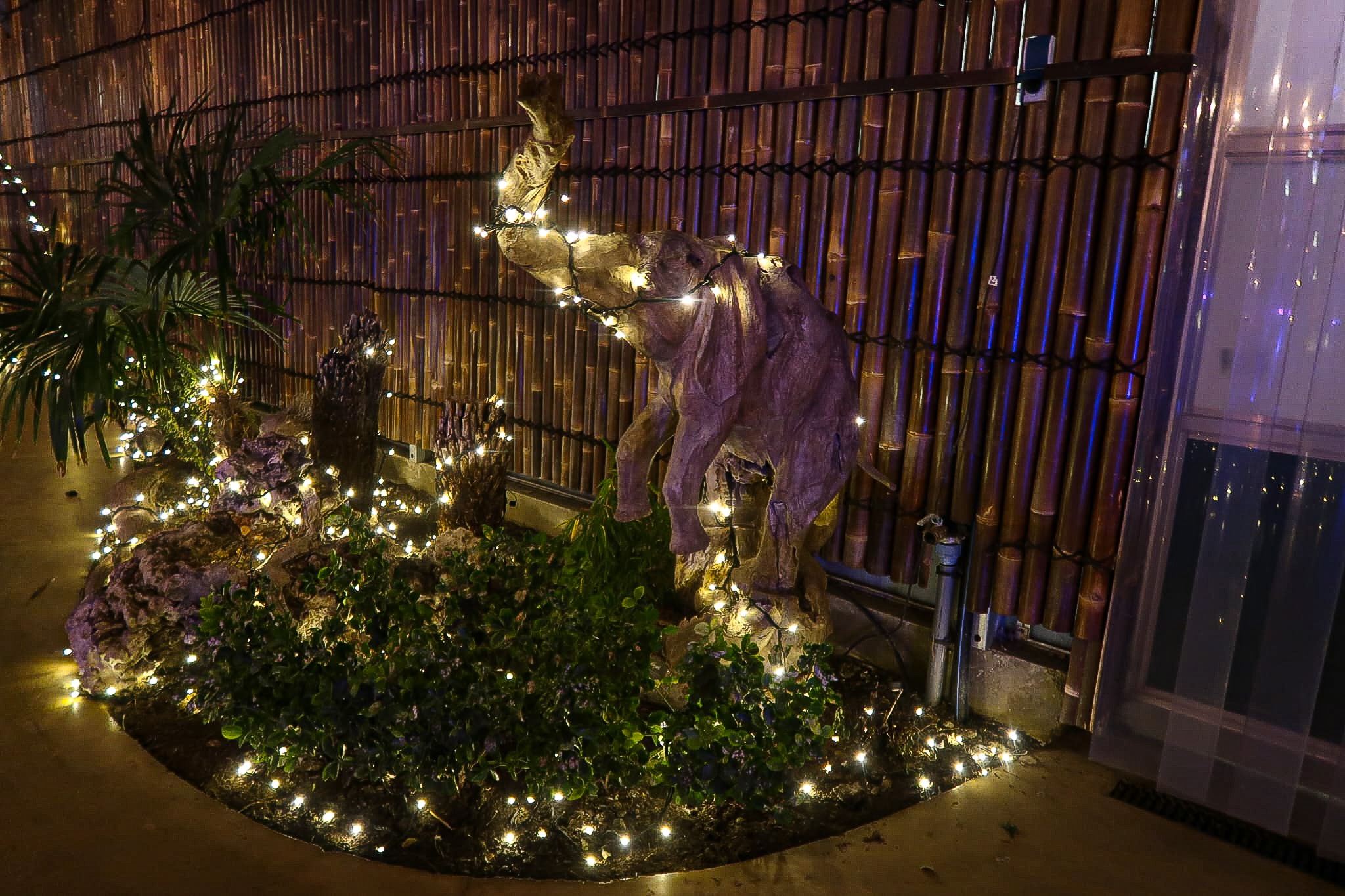 Winterdroom in Pantropica