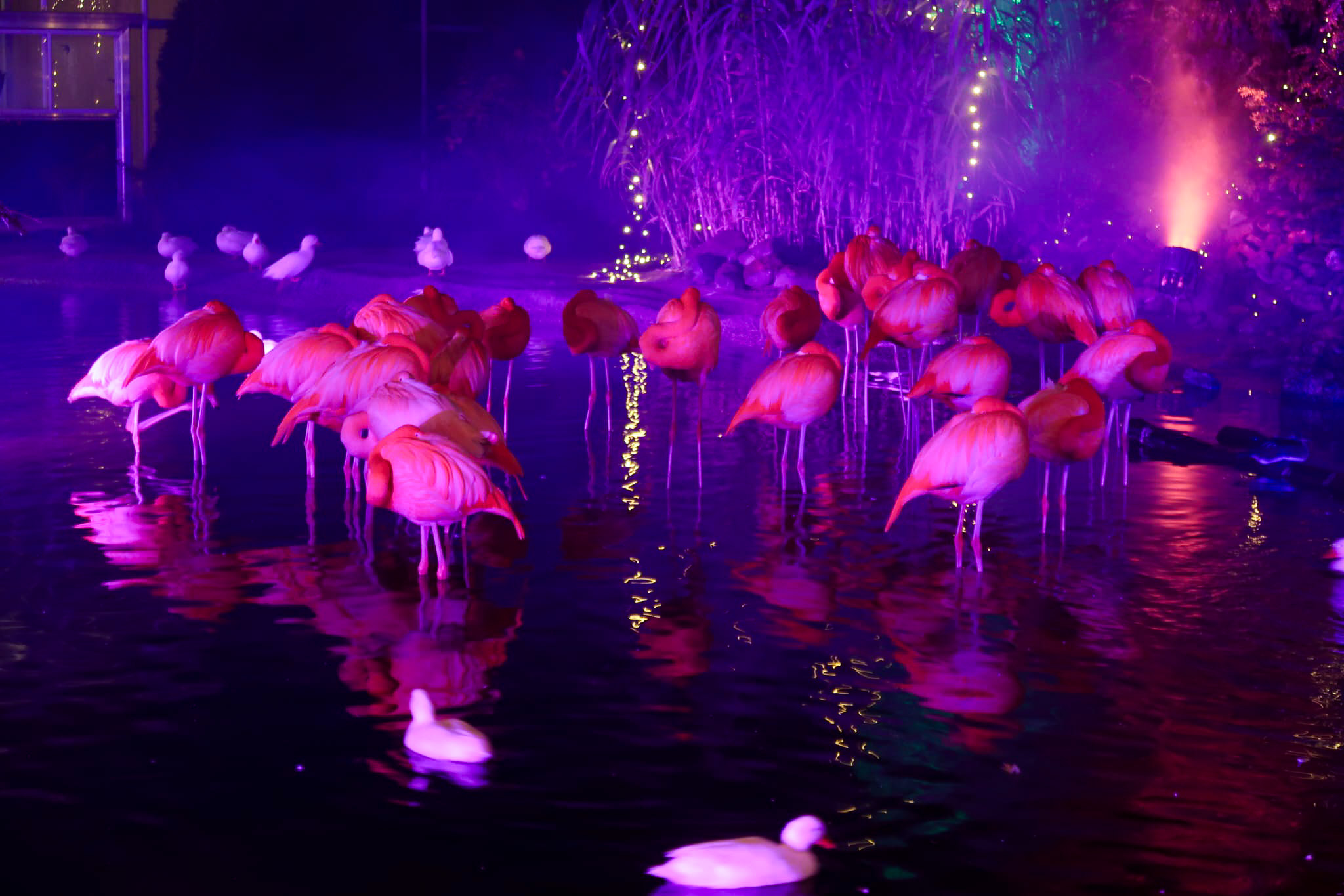 Winterdroom in Pantropica