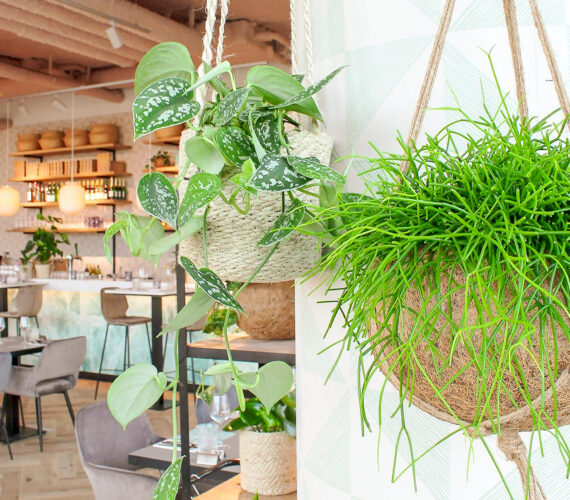 Rozey: vegan en veggie