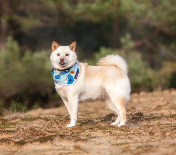 Ambassadeur van safe haven inu rescue