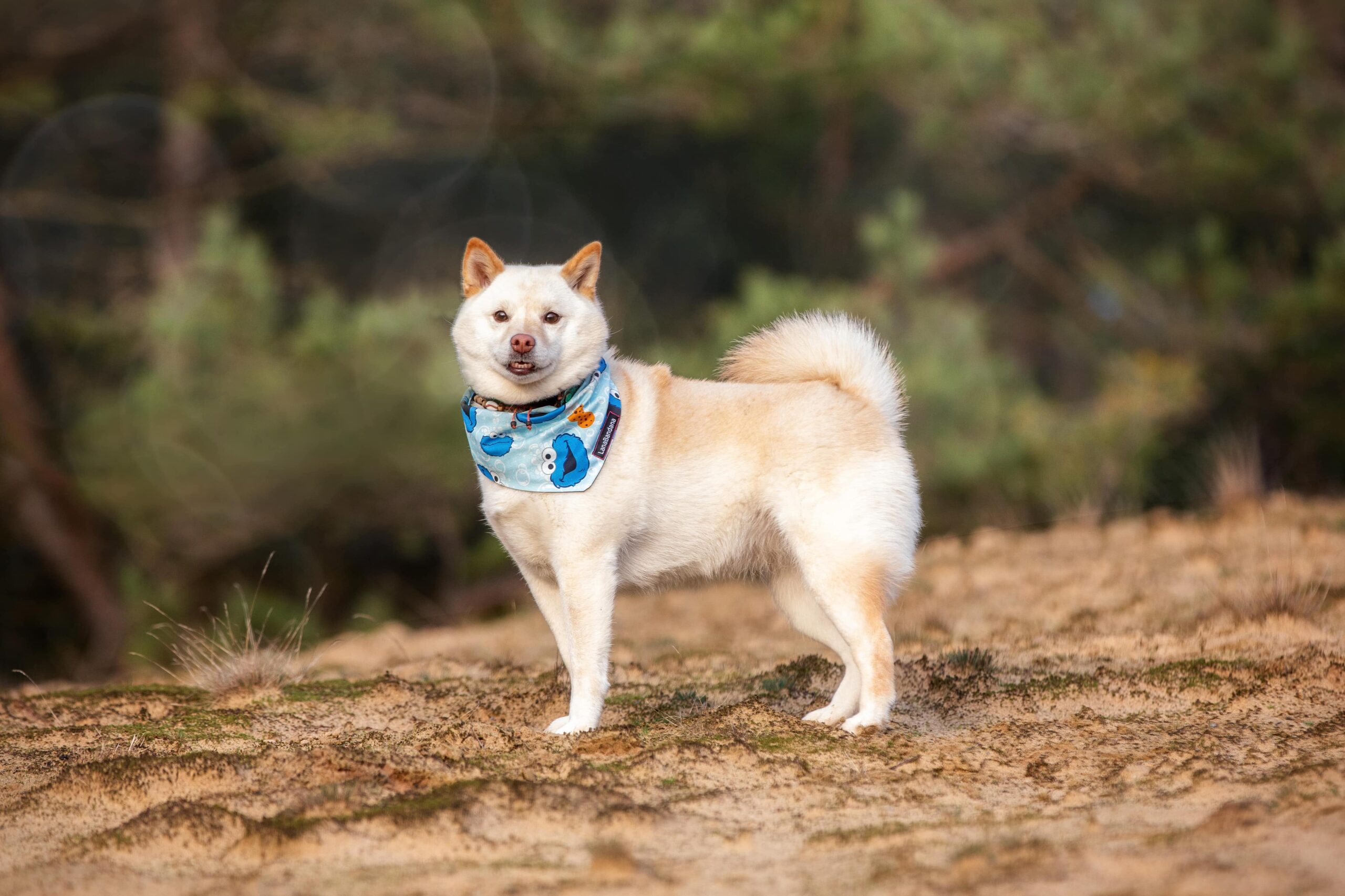 Ambassadeur van safe haven inu rescue