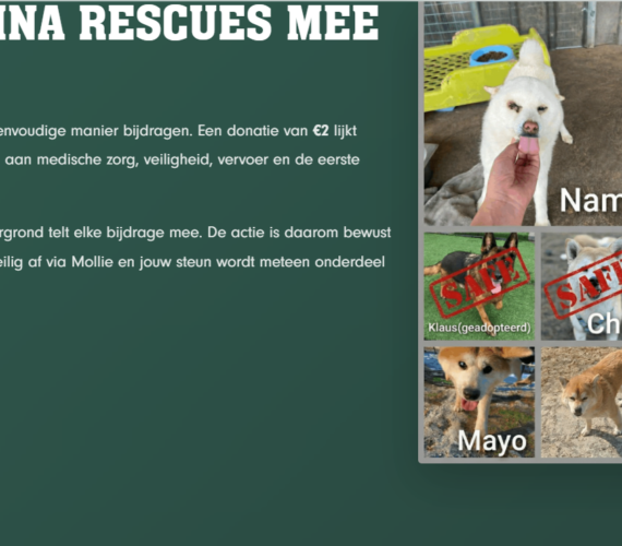 Ambassadeur van safe haven inu rescue